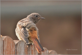 <p>REHEK DOMÁCÍ (Phoenicurus ochruros) /Black redstart - Hausrotschwanz/</p>